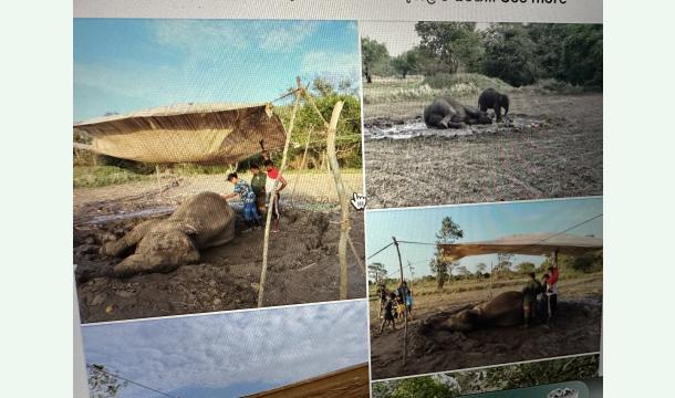 Cover Help us Build a Future for Elephants in need  🐘 hospital   in sri lanka 