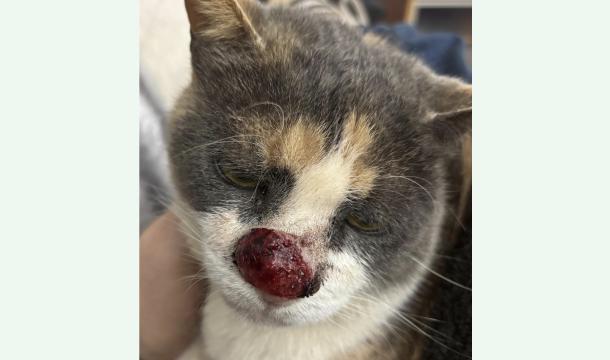 Cover S'il vous plaît aidé mon chat , il a un cancer du cœur 