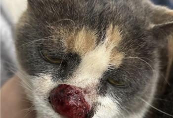 S'il vous plaît aidé mon chat , il a un cancer du cœur 