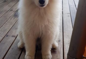Geburtstag von meinem Hund
