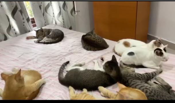 Cover have adopted cats