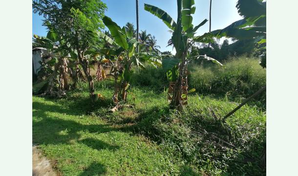 Cover build house and caltiveted land