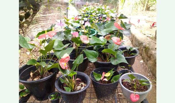 Cover Plant nursery 