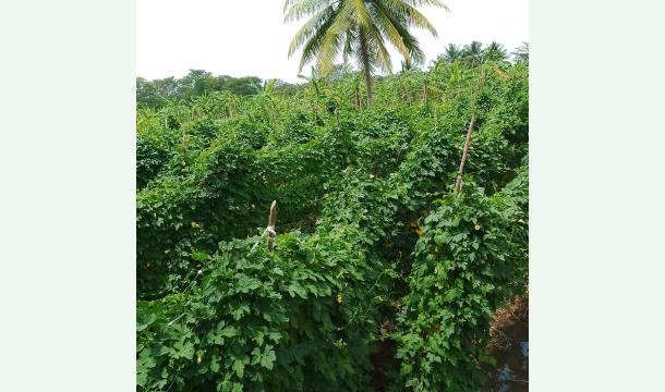 Cover Farming activities disrupted