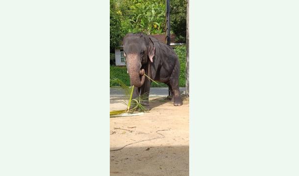 Cover Foundation for kind animals 