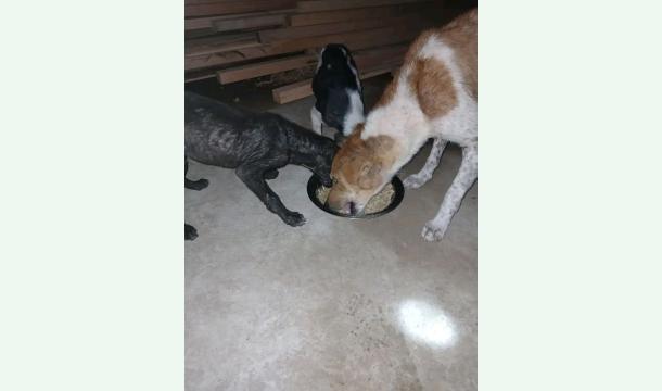 Cover Street Dog Care Association