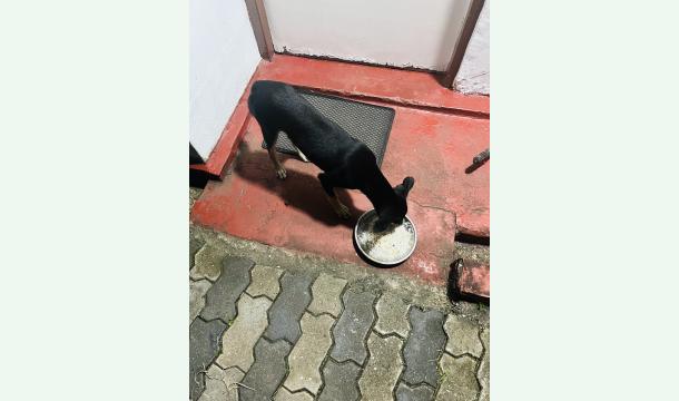 Cover Finding a solution 