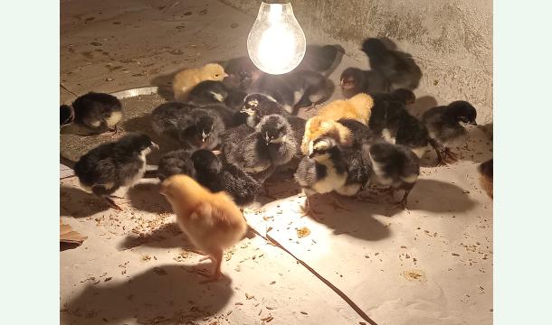 Cover Operation Happy Hens: Let’s Give This Little Farm Dream Wings!