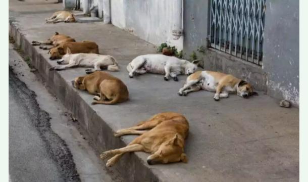 Cover Lutte contre l’abattage des chiens errants au Maroc - Bekämpfung der Tötung von Straßenhunden in Marokko - Fighting the Culling of Stray Dogs in Morocco