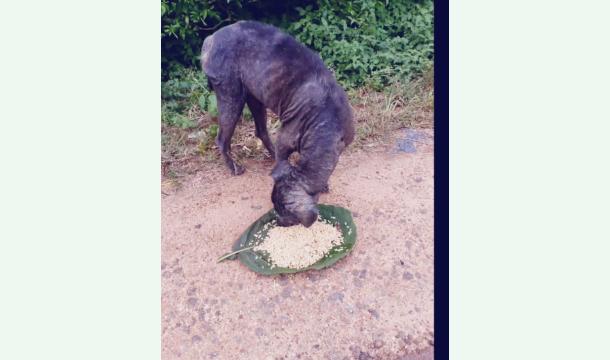 Cover Let's join together to protect the helpless dogs who are sick and have no food to eat.🙏