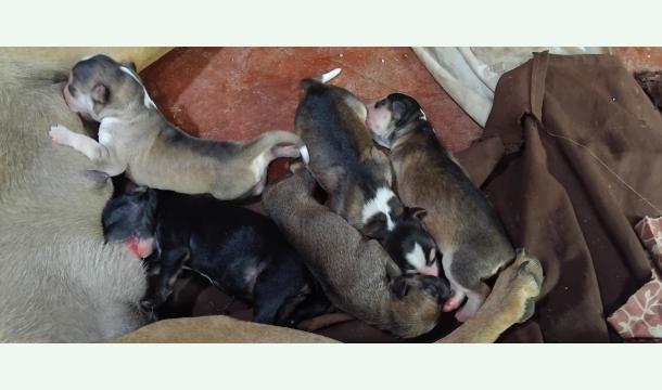 Cover To helping street dogs and make new house 