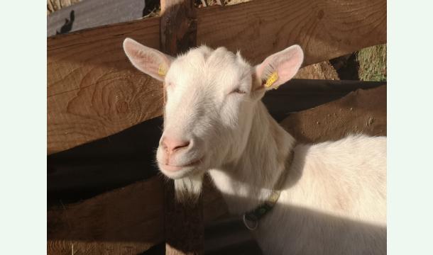 Cover Handgemacht & ehrlich – dein Beitrag zum Ziegenkäseglück
