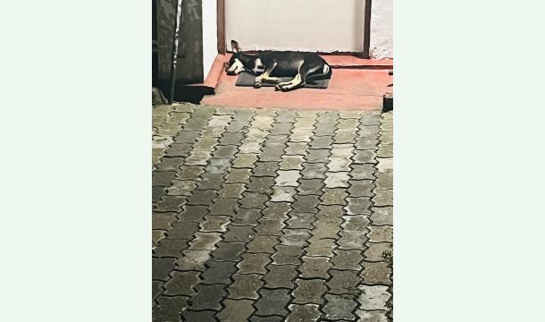 Cover Spendenaufruf für einen Streuner / Urgent Donation Appeal for a Stray Dog!