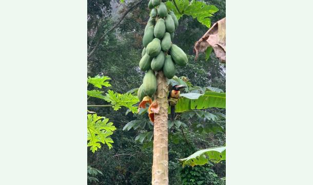 Cover Reserva Natural The Monkeys