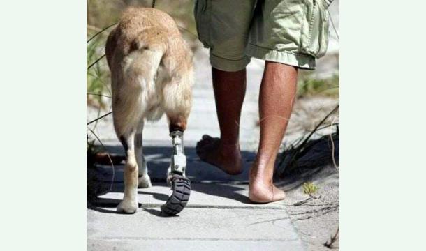 Cover 🐾 Aidons les chiens handicapés à retrouver une seconde chance dans la vie