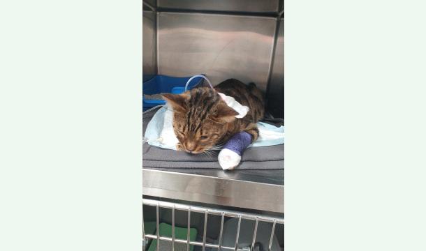 Cover Sauver mon chat Marcel