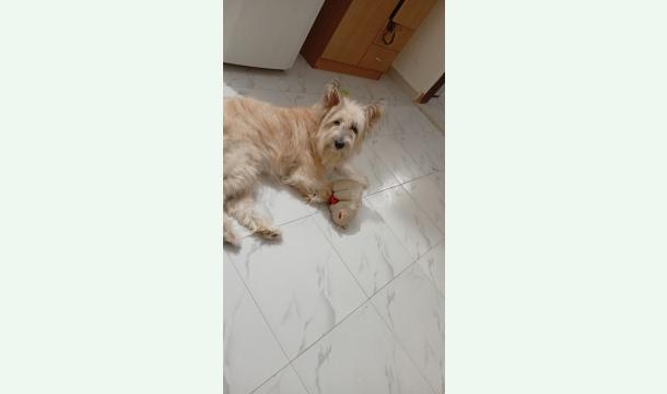 Cover I am in Qatar without job with my dog please help me to bring my poor dog to my country 