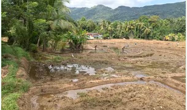 Cover Let's help helpless farmers whose fields were destroyed by heavy rains to replant.