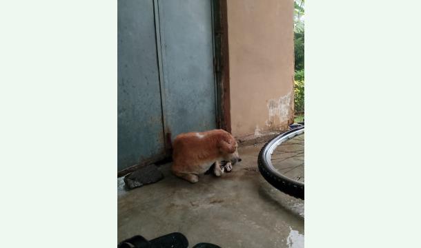 Cover To help homeless street dogs