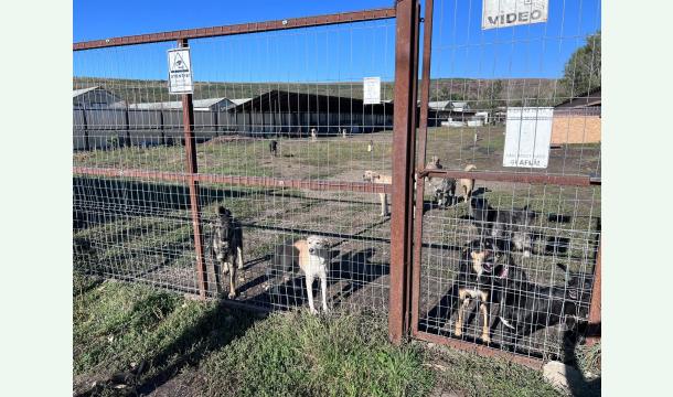 Cover Pfoten voller Hoffnung – Eine Zukunft für Rumäniens Hunde