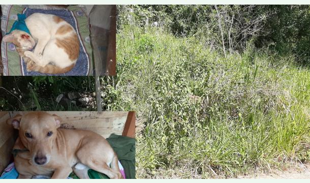 Cover We urgently need your help to provide food for two innocent animals and ourselves, as well as to bui...