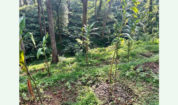 Cover Cardamom Plant