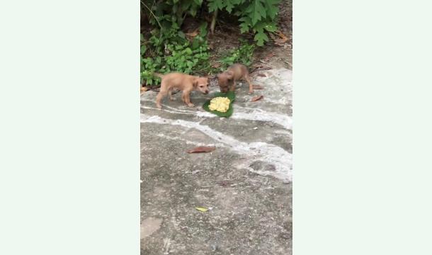 Cover The Tear of Helpless Animals