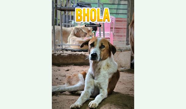 Cover Pfoten im Sturm: Wiederaufbau unseres Winterquartiers für verlassene und verletzte Hunde