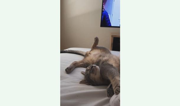 Cover Récolte de fonds pour les frais vétérinaires du chaton Rio