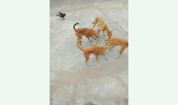 Cover Help to School Children and treat to dogs