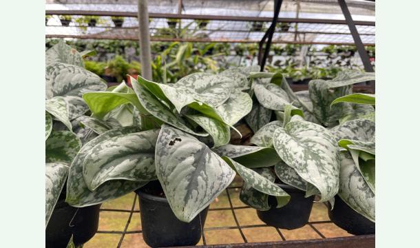 Cover Help for self-employment