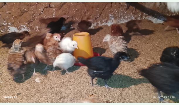 Cover Help me build a business to support my family.