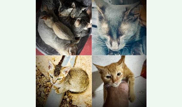 Cover Help Feed and Care for Our 7 Cats 🐱