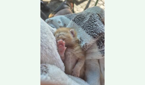 Cover Soutenez Les P’tites Pattes Jurassiennes