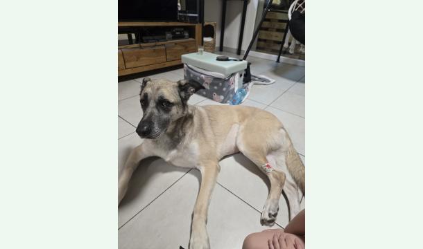 Cover Aide au soins ontologique de Dakota