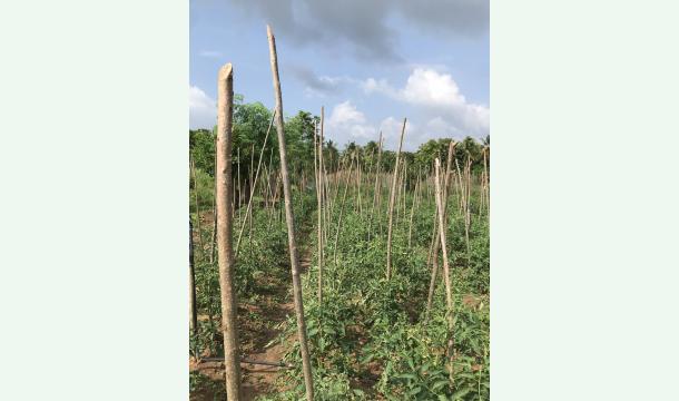 Cover Agriculture farming 