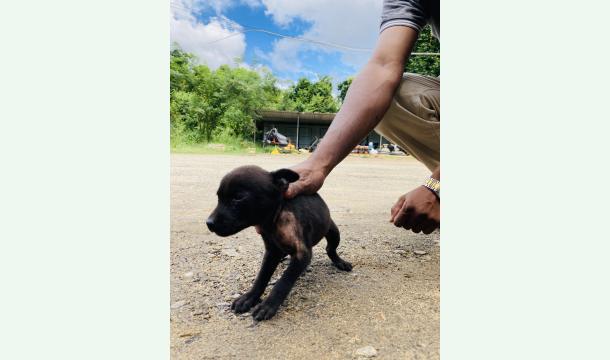 Cover Help street dogs 