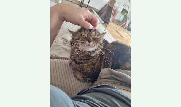 Cover Bon voyage au paradis des chats ma Doudouceđ«¶đ»