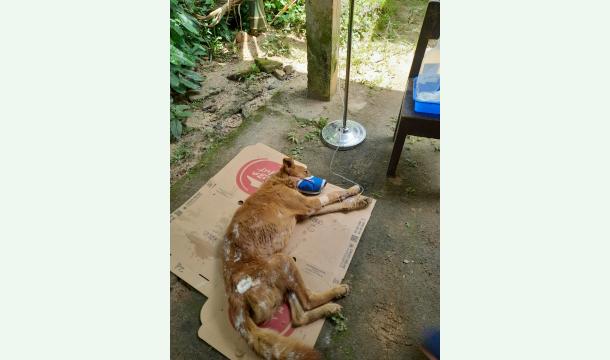 Cover To help helpless animals