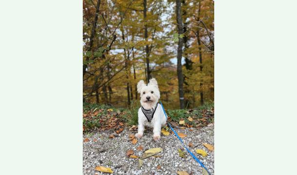 Cover Cagnotte pour Rex 🩵