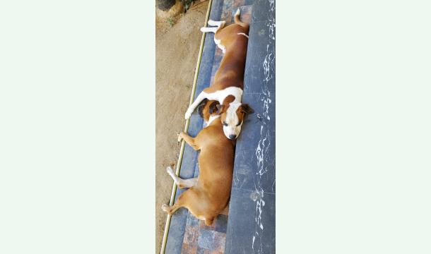 Cover Foods for homeless dogs.Rescue cows and goatss