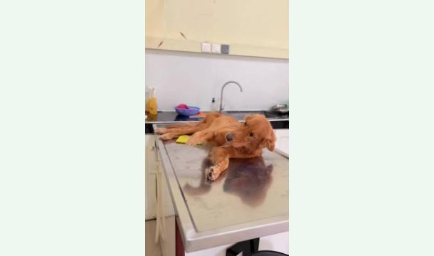 Cover Aidez Sheeba à payer son opération.