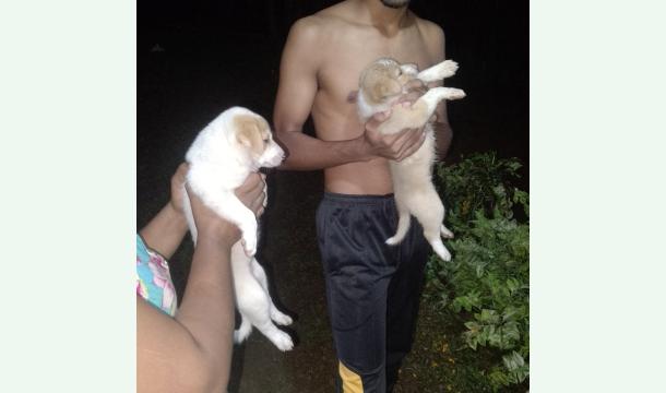 Cover Help sri lanka