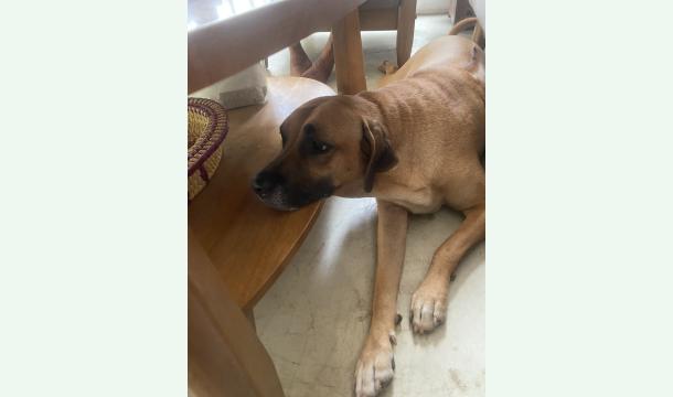 Cover Helping abandoned cats and dogs