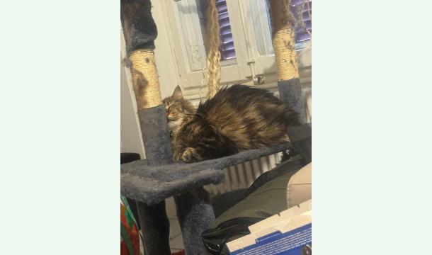 Cover Aidez moi à sauver mon chat je vous en prie !