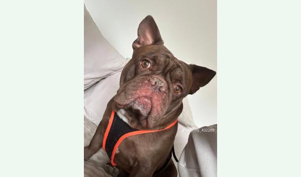 Cover Kreuzband-OP für Gizmo