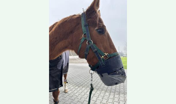 Cover Helft meinem Wrescabino