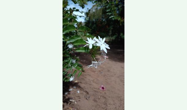 Cover Buld new house