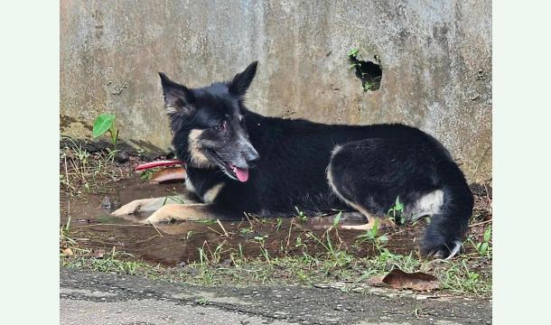 Cover Help us, the helpless.