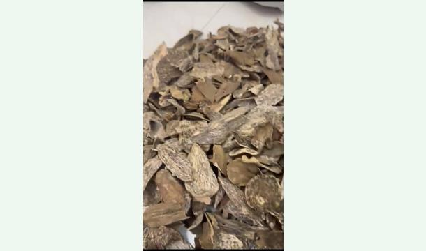 Cover agarwood business export qatar